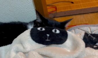 あれ？こんな顔だったっけ？ブランケットとフィットしすぎな愛猫が話題に！「こんな奇跡が起こるなんて最高です」