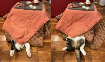 こたつの入り方が独創的な愛猫が話題に!「上手に使いこなしていて楽しそう」「こたつも猫も可愛いらしい」