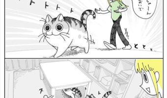 嫌な爪切りを察した“つかまらないネコ”を表現した漫画が猫あるあるで面白い!「まるで一流の格闘家のような間合いの取り方」