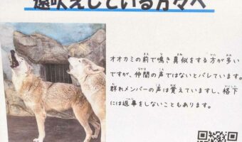 「オオカミの前で鳴き真似をする方が多いですが・・・」天王寺動物園に掲出されていたお知らせの看板が話題に!