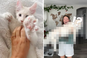 生後9か月！？メインクーンの子猫は想像をはるかに超える驚きの成長を遂げていました！