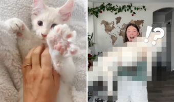 生後9か月!?メインクーンの子猫は想像をはるかに超える驚きの成長を遂げていました!