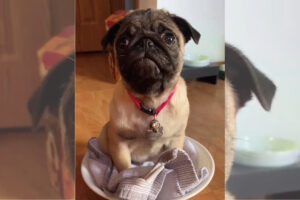 座ってるだけで偉い！体重測定中に動き回ったりおりようとしないこの子犬の体重は・・8ポンドです！！【アメリカ・動画】