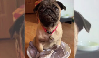 座ってるだけで偉い!体重測定中に動き回ったりおりようとしないこの子犬の体重は・・8ポンドです!!【アメリカ・動画】