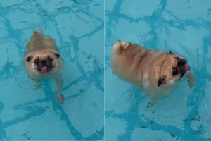 泳ぐのに初挑戦するパグ。顔をつけないようにしながら、見事な犬かきを披露しています！！