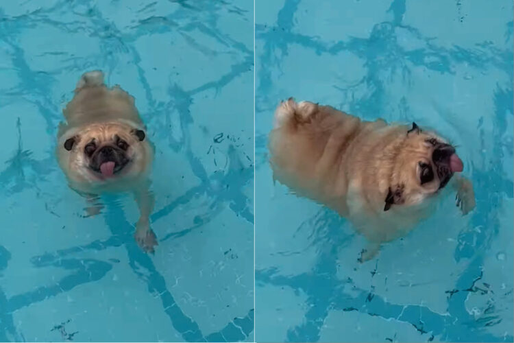 泳ぐのに初挑戦するパグ。顔をつけないようにしながら、見事な犬かきを披露しています！！