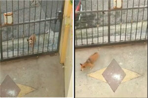 遊ぼ〜、とばかりに門の前までやってきた犬。門はしまっているのですが、この子に門なんてあってないようなものみたいです