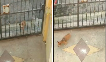 遊ぼ〜、とばかりに門の前までやってきた犬。門はしまっているのですが、この子に門なんてあってないようなものみたいです