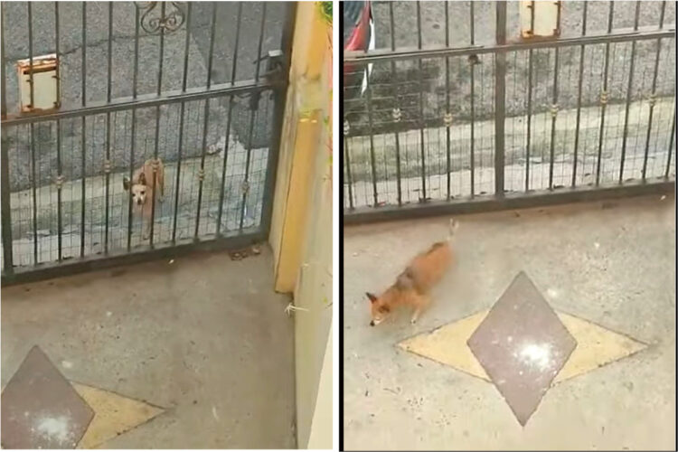 遊ぼ〜、とばかりに門の前までやってきた犬。門はしまっているのですが、この子に門なんてあってないようなものみたいです