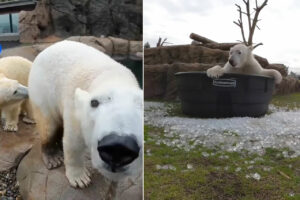 アメリカの動物園で楽しそうに遊ぶホッキョクグマ。大きな体で遊ぶ姿がとてもダイナミックだった！