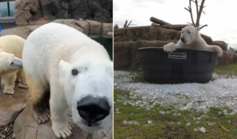 アメリカの動物園で楽しそうに遊ぶホッキョクグマ。大きな体で遊ぶ姿がとてもダイナミックだった！
