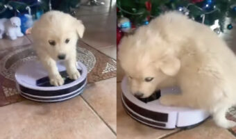 ロボット掃除機に乗ってお散歩中？子犬がちょこんと座っています