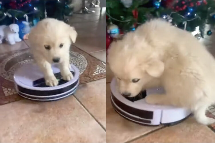 ロボット掃除機に乗ってお散歩中？子犬がちょこんと座っています