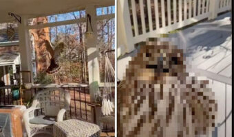 家の中に迷い込んできていたのは・・カッコいいといわれる事も多い『あの野鳥』！？外が見えるのに行けない窓ガラスにパニックになっていました