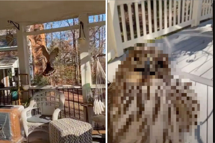 家の中に迷い込んできていたのは・・カッコいいといわれる事も多い『あの野鳥』！？外が見えるのに行けない窓ガラスにパニックになっていました