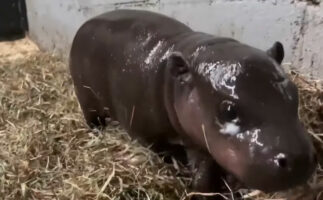 生後間もないよちよち歩きのかわいい映像、米バージニアの動物園でコビトカバの赤ちゃんが誕生！SNSやニュースで取り上げられバージニア１有名なカバに！