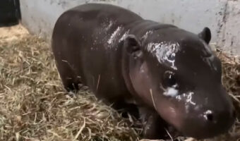 生後間もないよちよち歩きのかわいい映像、米バージニアの動物園でコビトカバの赤ちゃんが誕生!SNSやニュースで取り上げられバージニア1有名なカバに!