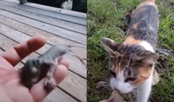 猫「早くこの子たちを助けてあげて!」と飼い主さんを呼ぶ猫ちゃん!実は『ある動物の赤ちゃん』を助けてもらおうとしていたのでした!