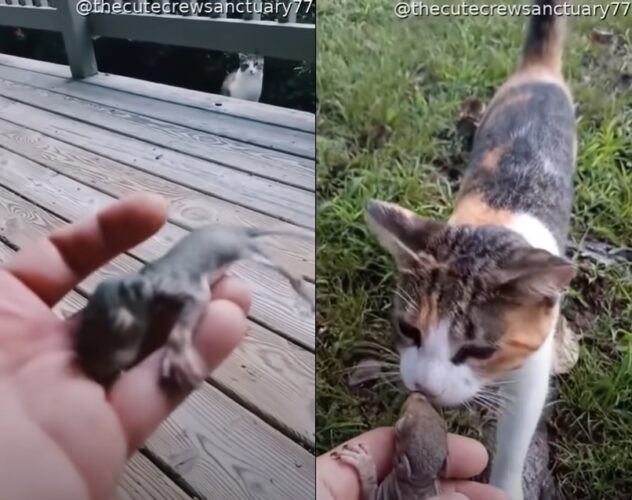 猫「早くこの子たちを助けてあげて！」と飼い主さんを呼ぶ猫ちゃん！実は『ある動物の赤ちゃん』を助けてもらおうとしていたのでした！