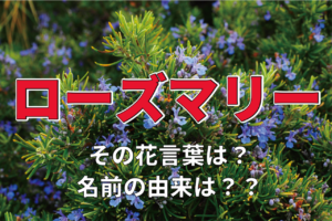 ローズマリーの花言葉は？その名前の由来には聖母マリアが関係してる？