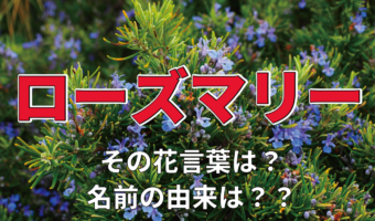 ローズマリーの花言葉は?その名前の由来には聖母マリアが関係してる?