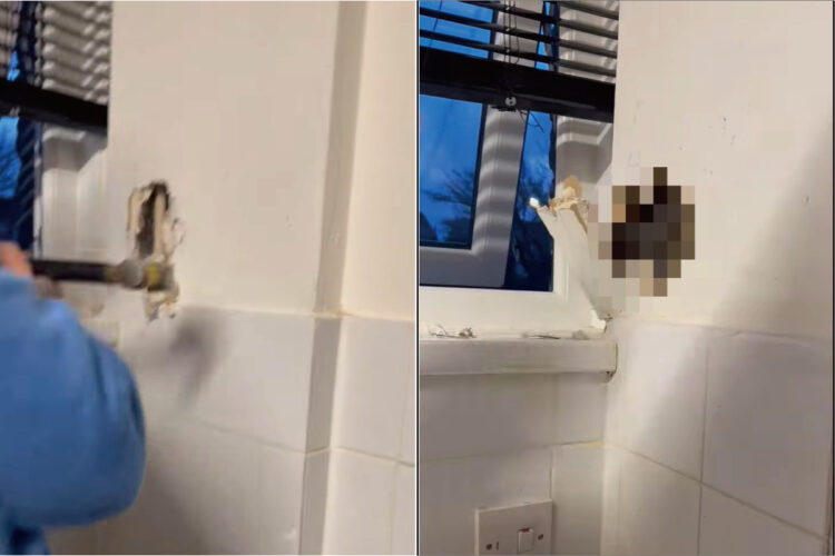 壁の裏になにか動物の気配！？工具を使って壁に穴を開ける救助活動開始です！！【海外・動画】