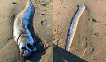 「湘南の海にすげーのが打ち上がってた」体長約3mほどの『リュウグウノツカイ』が発見される!「地震が起きるのか!?」の声も