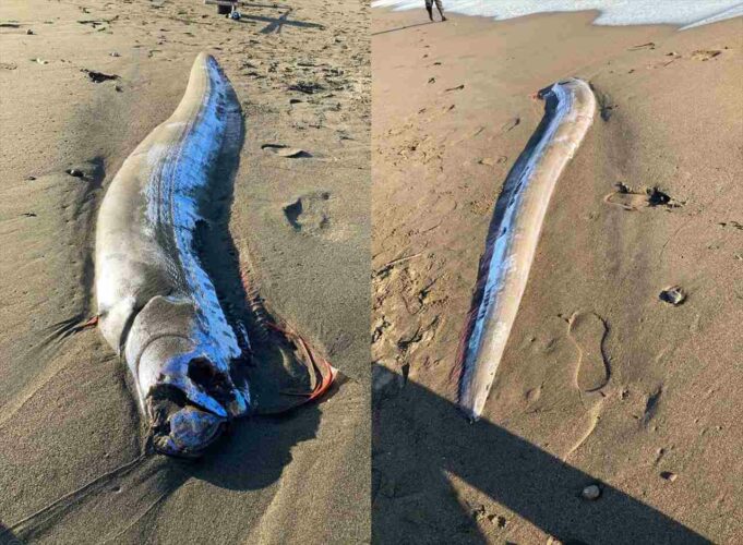 「湘南の海にすげーのが打ち上がってた」体長約3mほどの『リュウグウノツカイ』が発見される！「地震が起きるのか！？」の声も