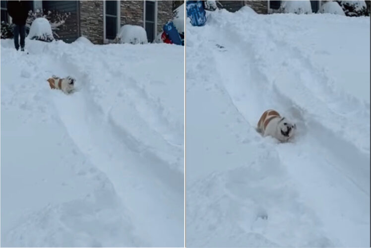 雪遊び大好き！愛犬は雪の積もった庭の斜面をゴロゴロと滑っていきます！！【アメリカ・動画】