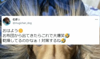 布団から出たら愛犬が静電気で凄いことに!かわいすぎて笑っちゃう!