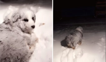 このオーストラリアン・シェパード、雪が大好き過ぎる！！ブリザードが襲ってきたのでお家に戻そうとしたら・・むしろ外に向かっていきます！！
