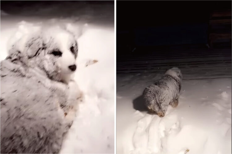 このオーストラリアン・シェパード、雪が大好き過ぎる！！ブリザードが襲ってきたのでお家に戻そうとしたら・・むしろ外に向かっていきます！！