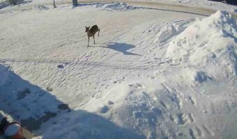 文字通り一直線に走ってきたシカがガラス扉を破って店内に突っ込んできた！！これにはシカの方がパニック！？！？