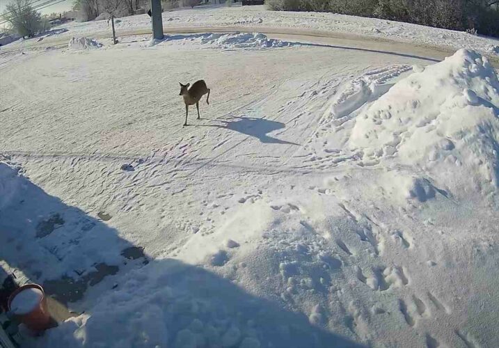 文字通り一直線に走ってきたシカがガラス扉を破って店内に突っ込んできた！！これにはシカの方がパニック！？！？