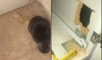 愛猫を救え！キッチンキャビネット裏に入り込んでしまった愛猫を助けるために、飼い主さんは工具を握ります！！