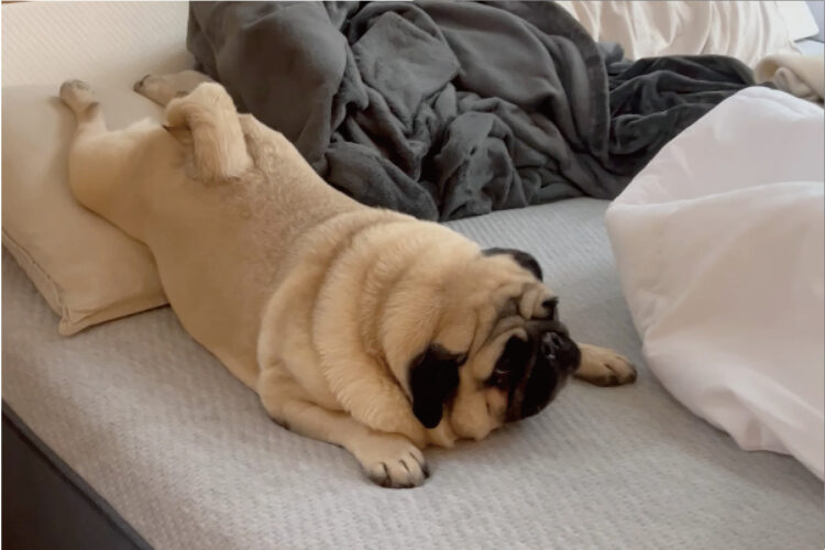 枕に後ろ足を置いてお昼寝するパグは絶対ご機嫌。だって、短めのかわいいしっぽがピョコピョコ動いていますから！！