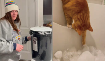 室内飼いしている猫たちのために、外から雪を運んできた飼い主さん。猫たちは雪を気に入ってくれるでしょうか??