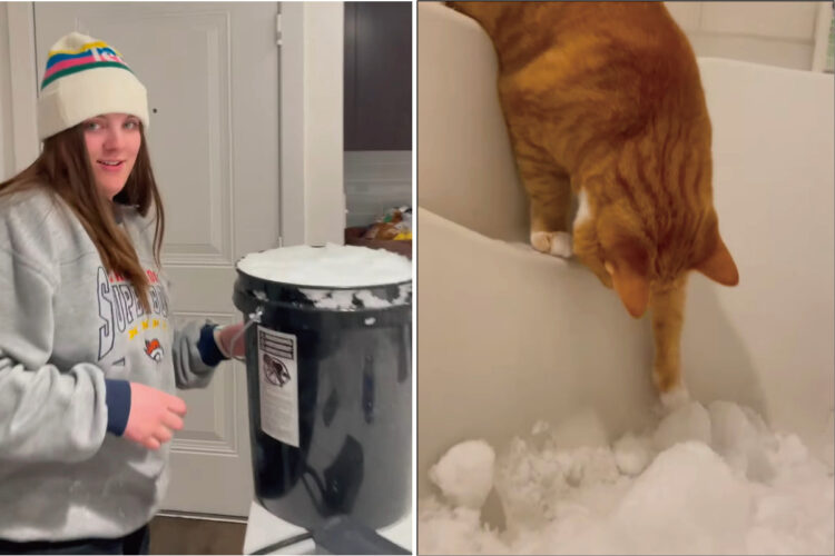 室内飼いしている猫たちのために、外から雪を運んできた飼い主さん。猫たちは雪を気に入ってくれるでしょうか？？