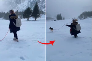 これは愛犬のお散歩どころではないかも！？スキーリゾート地チェルヴィニアの積雪量がスゴすぎて、一歩進む度に雪に足が沈んでいます！！