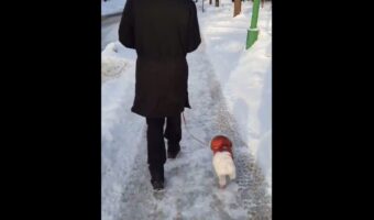 ルンルン気分でスキップをする犬が可愛すぎる!獣医に診てもらい、特に異常がなかった帰り道の微笑ましい出来事
