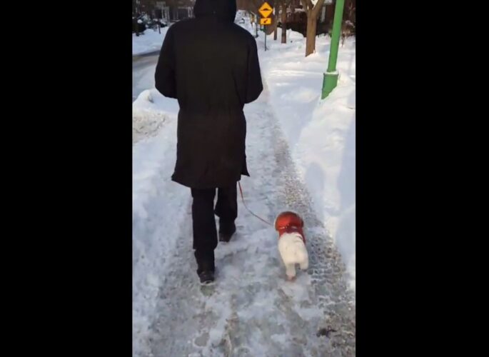 ルンルン気分でスキップをする犬が可愛すぎる！獣医に診てもらい、特に異常がなかった帰り道の微笑ましい出来事