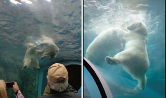 カナダの動物園で目撃されたプールで遊ぶホッキョクグマの姿。それはなんと見上げる角度で撮られていたのです!!