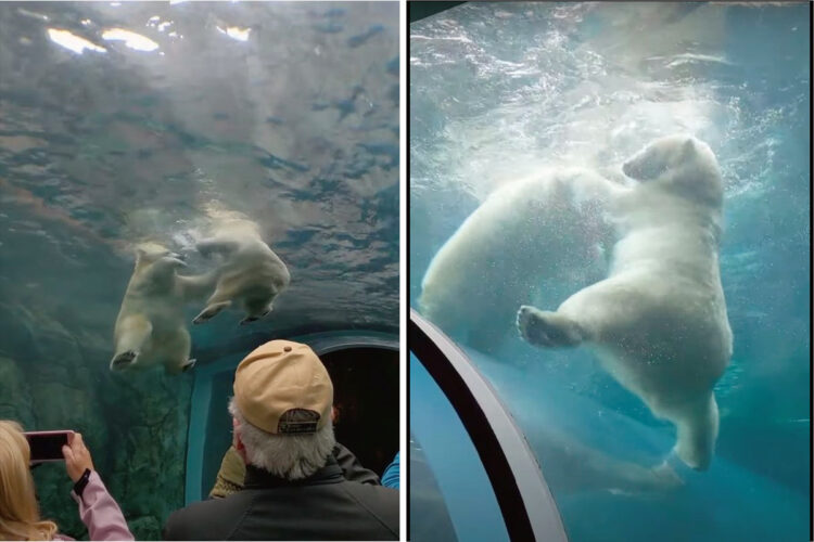 カナダの動物園で目撃されたプールで遊ぶホッキョクグマの姿。それはなんと見上げる角度で撮られていたのです！！