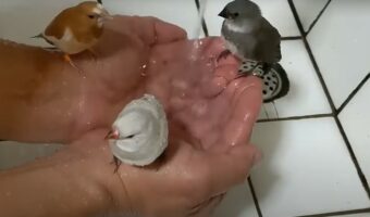 飼い主さんの手のひらはプール!?小鳥たちが水浴びしたり遊んでいる様子がかわいすぎる!!
