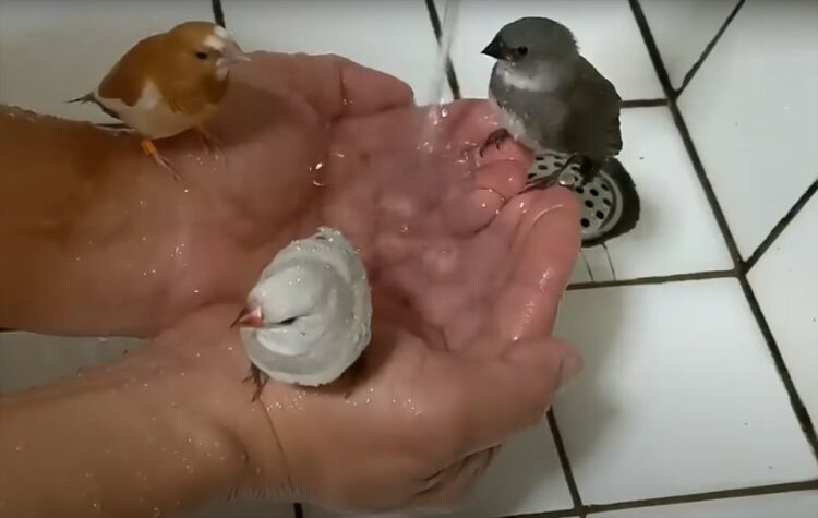 飼い主さんの手のひらはプール！？小鳥たちが水浴びしたり遊んでいる様子がかわいすぎる！！