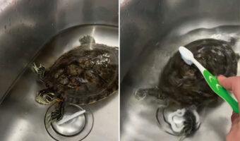 カメは甲羅磨きが大好き!歯ブラシを甲羅に当てた瞬間、ブンブンと体を振って自分で磨き始めます!!