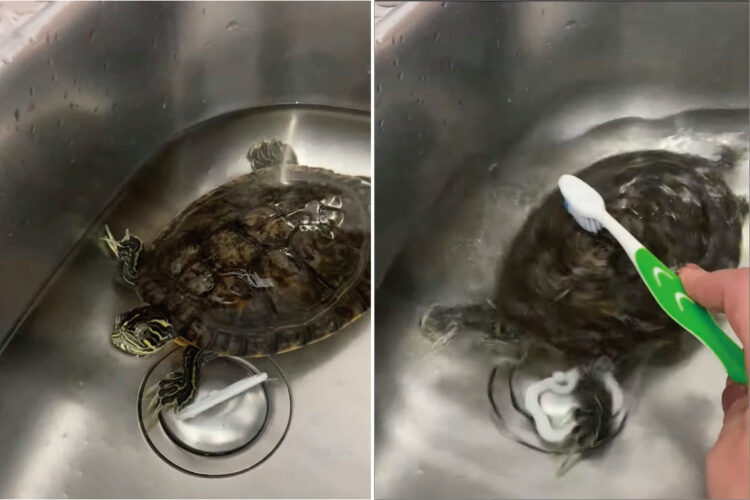 カメは甲羅磨きが大好き！歯ブラシを甲羅に当てた瞬間、ブンブンと体を振って自分で磨き始めます！！