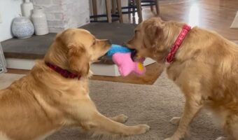 愛犬たちがぬいぐるみを奪い合い！！激しい戦いが繰り広げられるかと思ったら、意外とあっさり終わっちゃった・・・