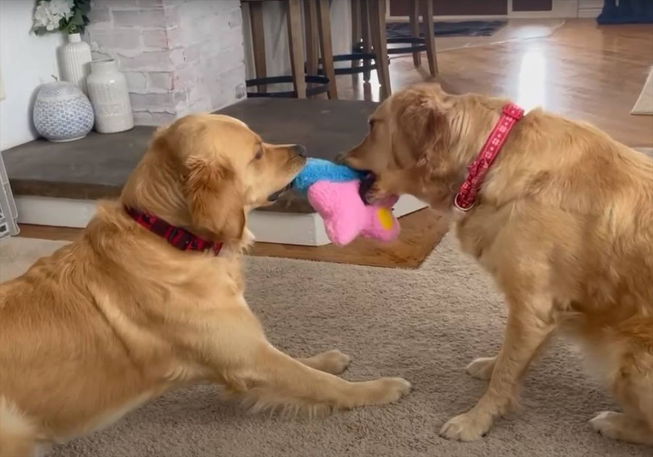 愛犬たちがぬいぐるみを奪い合い！！激しい戦いが繰り広げられるかと思ったら、意外とあっさり終わっちゃった・・・