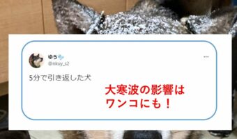 寒すぎて5分で引き返した犬「ちょっと！話が違う！」そんな表情で飼い主を見つめる愛犬の表情が切実